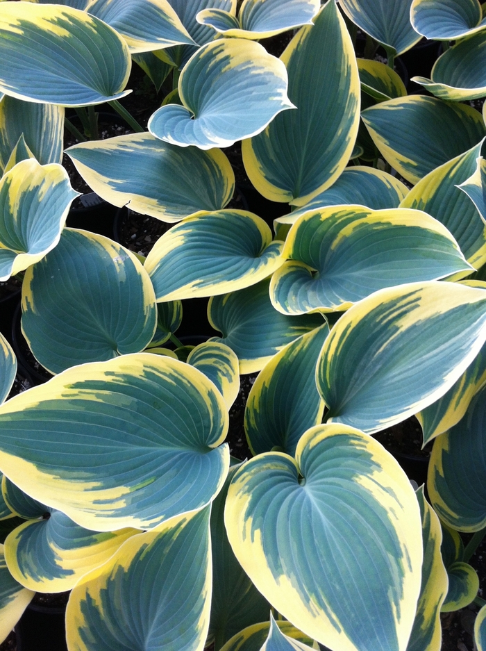 First Frost Hosta, Plantain Lily - Hosta 'First Frost' (Hosta, Plantain Lily) from E.C. Brown's Nursery First Frost Hosta, Plantain Lily - Hosta 'First Frost' (Hosta, Plantain Lily) from E.C. Brown's Nursery