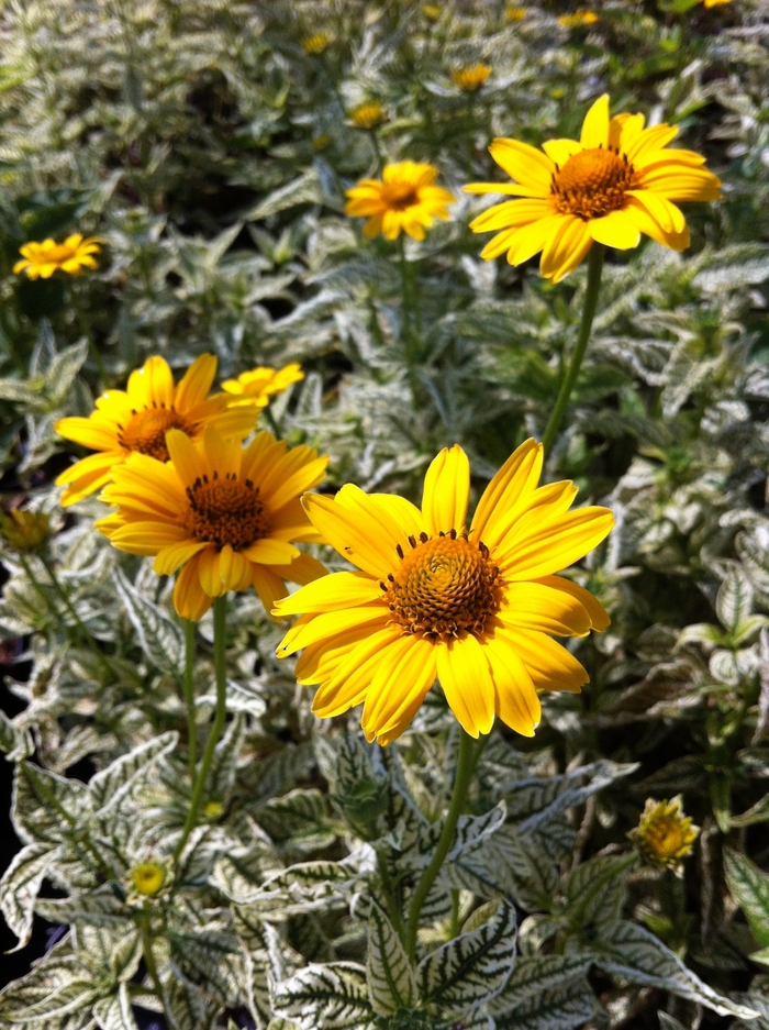 False Sunflower - Heliopsis 'Loraine Sunshine' from E.C. Brown's Nursery