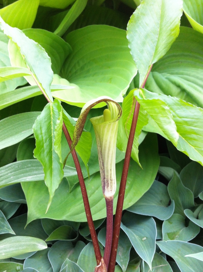 Jack in the Pulpit - Arisaema triphyllum from E.C. Brown's Nursery Jack in the Pulpit - Arisaema triphyllum from E.C. Brown's Nursery