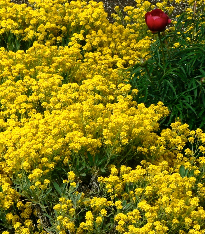Basket of Gold - Alyssum saxatile 'Compacta' from E.C. Brown's Nursery Basket of Gold - Alyssum saxatile 'Compacta' from E.C. Brown's Nursery