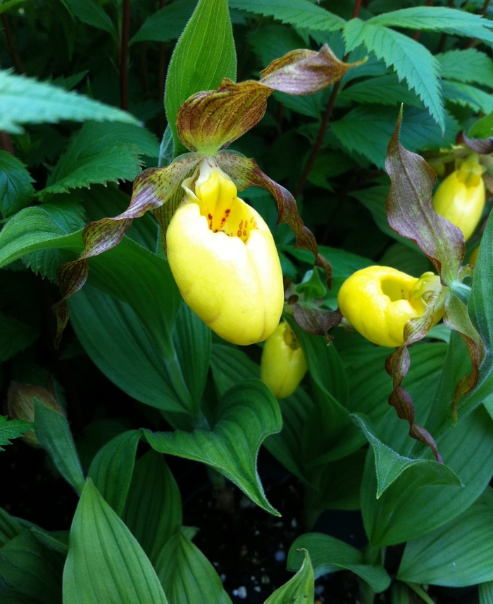 Yellow Lady's Slipper - Cypripedium parviflorum from E.C. Brown's Nursery