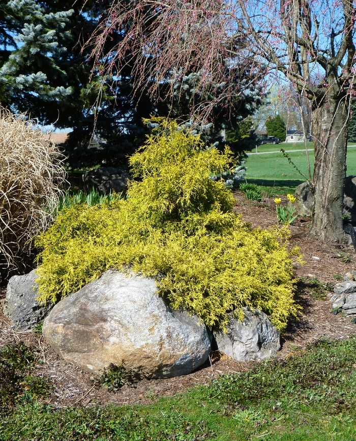 Golden Mop Threadleaf Falsecypress - Chamaecyparis pisifera 'Mops' from E.C. Brown's Nursery