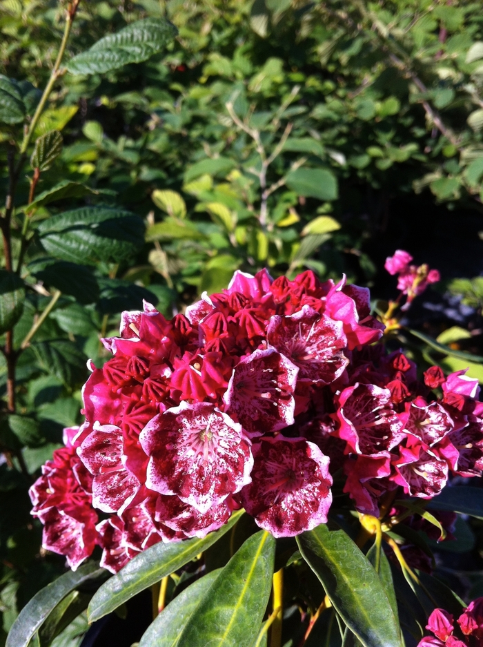 'Kaleidoscope' Kaleidoscope Mountain Laurel - Kalmia latifolia from E.C. Brown's Nursery 'Kaleidoscope' Kaleidoscope Mountain Laurel - Kalmia latifolia from E.C. Brown's Nursery