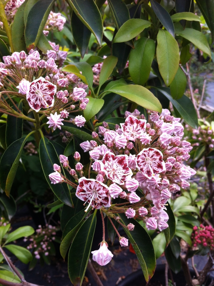 Carousel Mountain Laurel - Kalmia latifolia 'Carousel' from E.C. Brown's Nursery