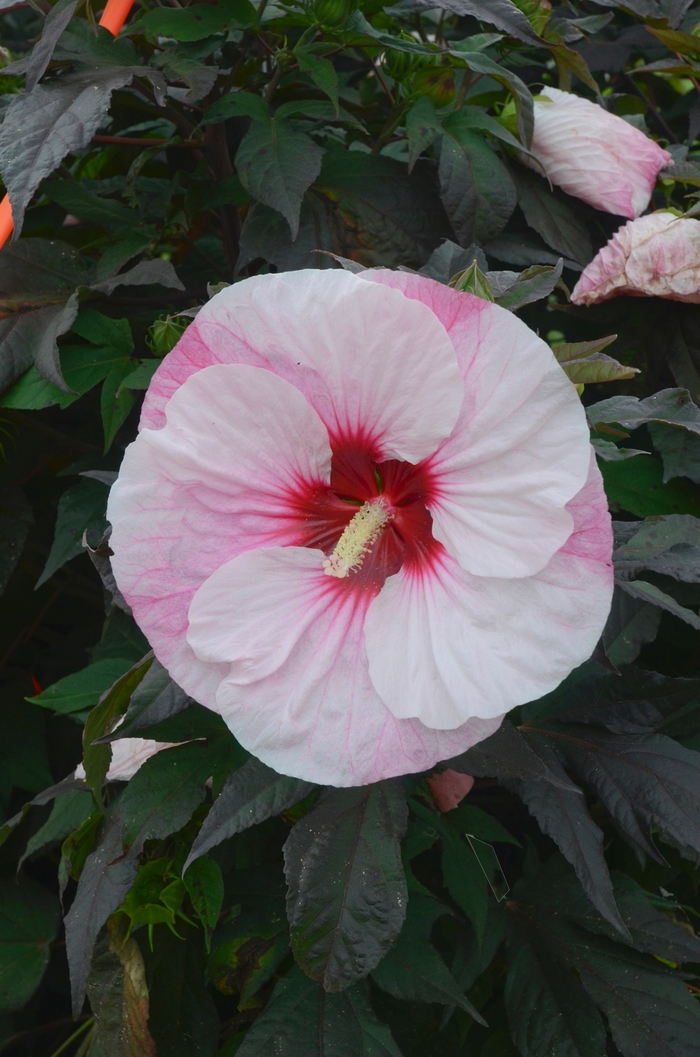 Summerific® 'Perfect Storm' - Hibiscus hybrid from E.C. Brown's Nursery