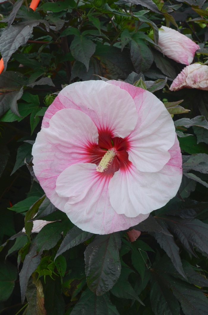 Summerific® 'Perfect Storm' - Hibiscus hybrid from E.C. Brown's Nursery Summerific® 'Perfect Storm' - Hibiscus hybrid from E.C. Brown's Nursery