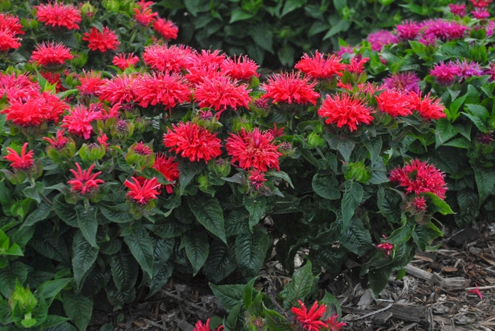 Bee Balm - Monarda hybrid 'Pardon My Cerise' from E.C. Brown's Nursery