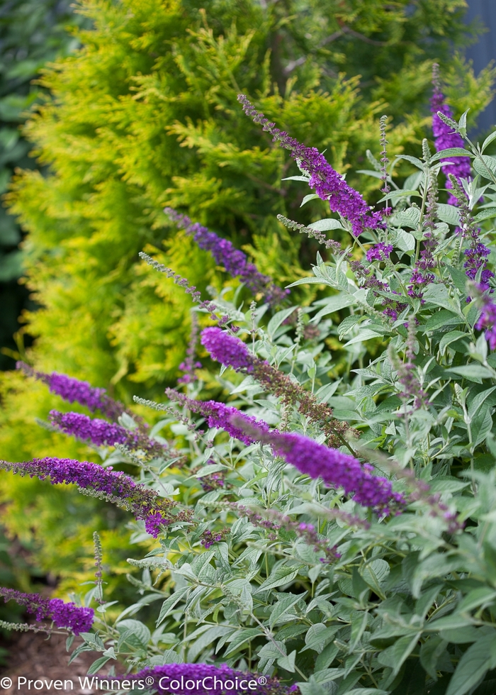 'Miss Violet' - Buddleia davidii from E.C. Brown's Nursery