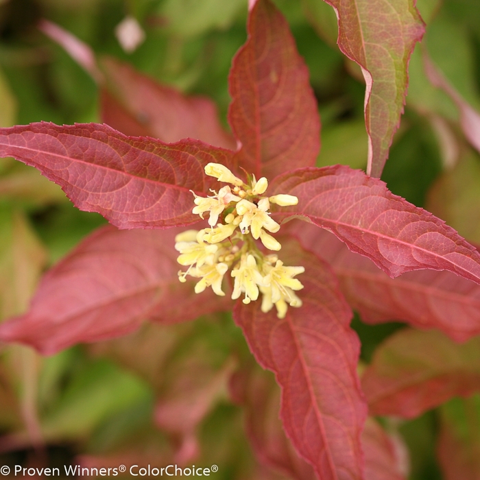 Kodiak® Bush Honeysuckle - Diervilla rivularis 'Kodiak® Orange' from E.C. Brown's Nursery