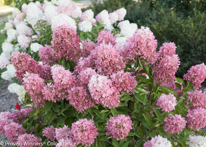 Zinfin Doll® - Hydrangea paniculata from E.C. Brown's Nursery