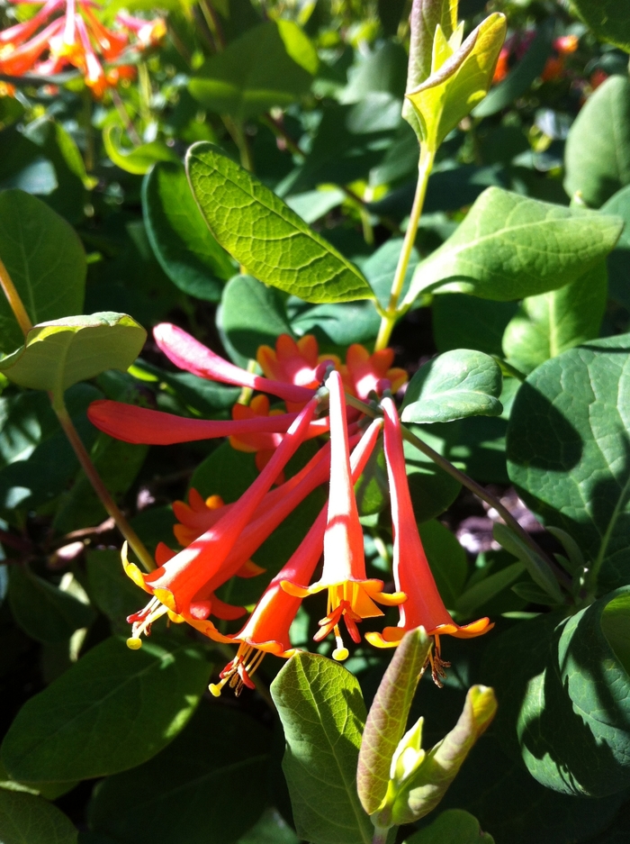 Scarlet Trumpet Honeysuckle - Lonicera x brownii 'Dropmore Scarlet' from E.C. Brown's Nursery