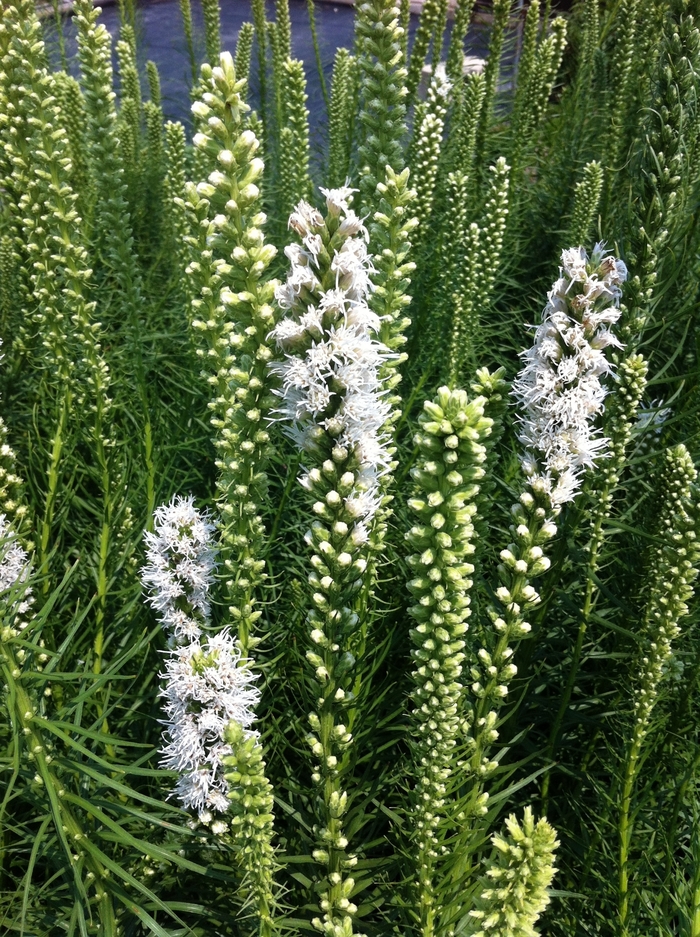 Blazing Star - Liatris spicata 'Floristan White' from E.C. Brown's Nursery