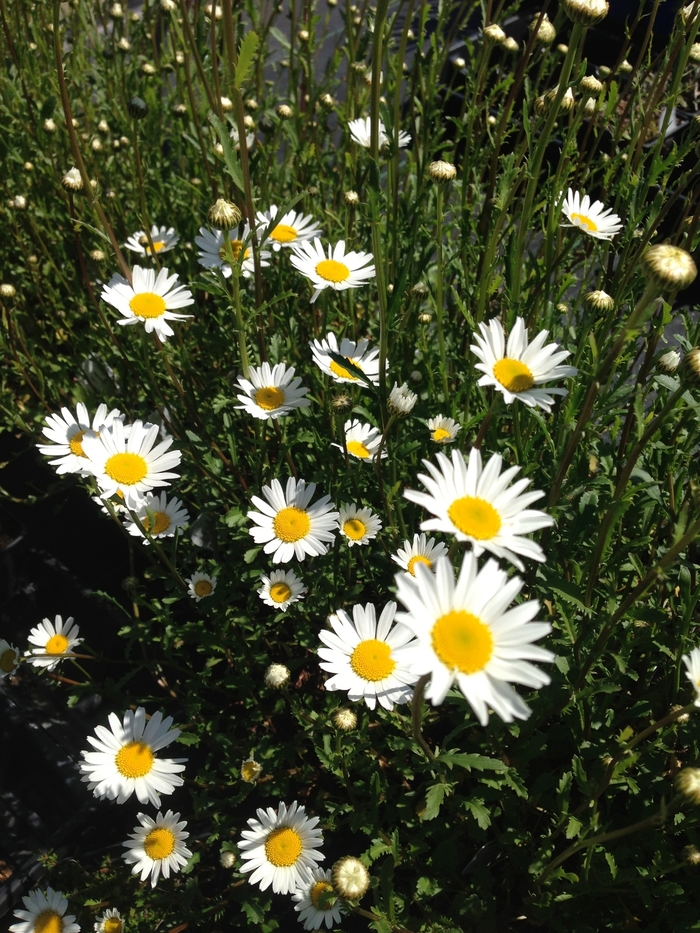 Oxeye Daisy - Leucanthemum vulgare from E.C. Brown's Nursery Oxeye Daisy - Leucanthemum vulgare from E.C. Brown's Nursery