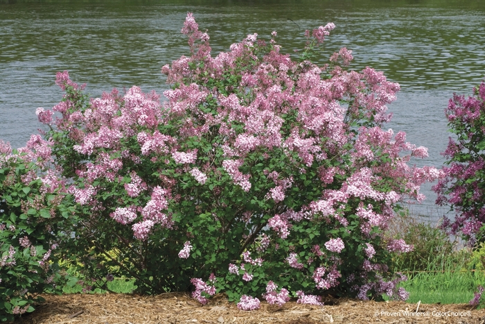Bloomerang® 'Pink Perfume' - Syringa x from E.C. Brown's Nursery Bloomerang® 'Pink Perfume' - Syringa x from E.C. Brown's Nursery