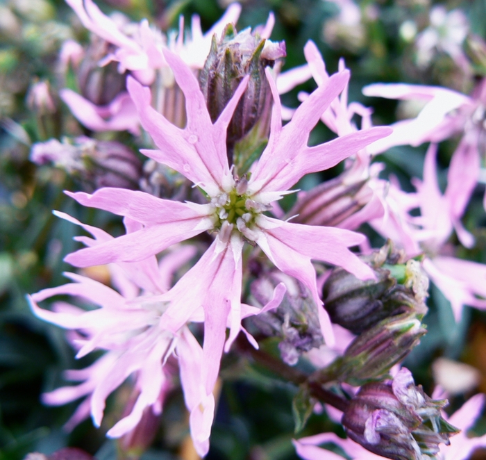 Flower of Jove - Lychnis flos-cuculi 'Nana' from E.C. Brown's Nursery