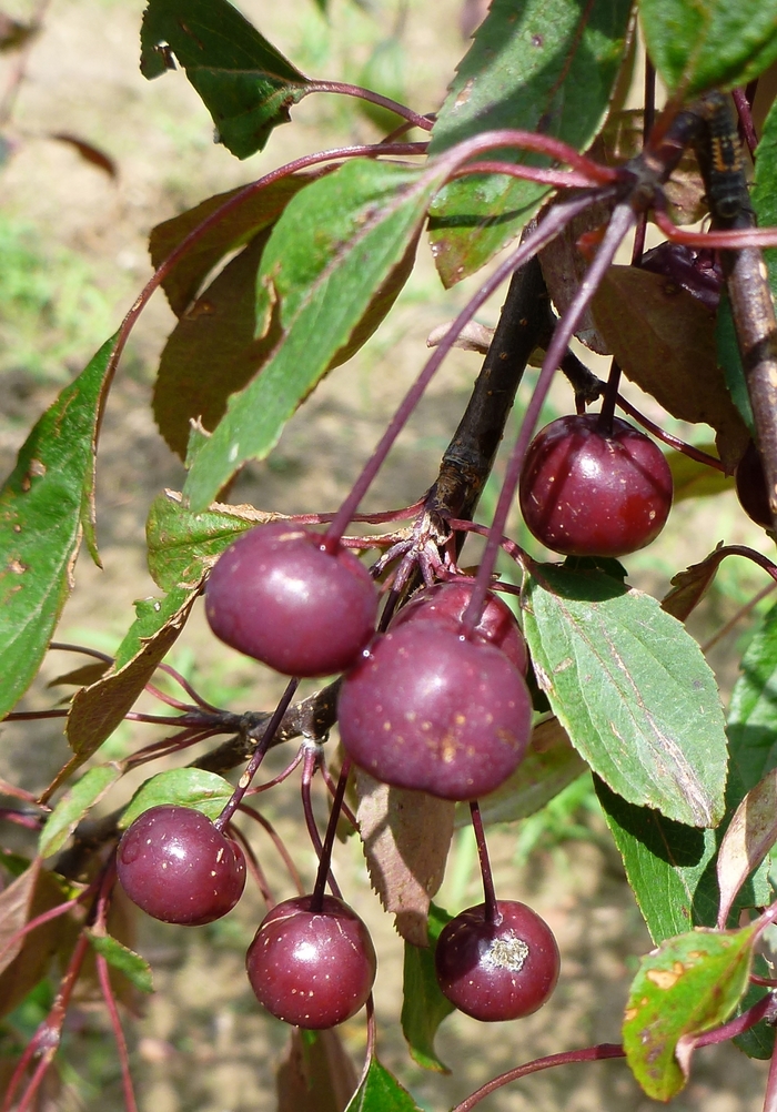 Royal Beauty Crabapple - Malus 'Royal Beauty' from E.C. Brown's Nursery Royal Beauty Crabapple - Malus 'Royal Beauty' from E.C. Brown's Nursery