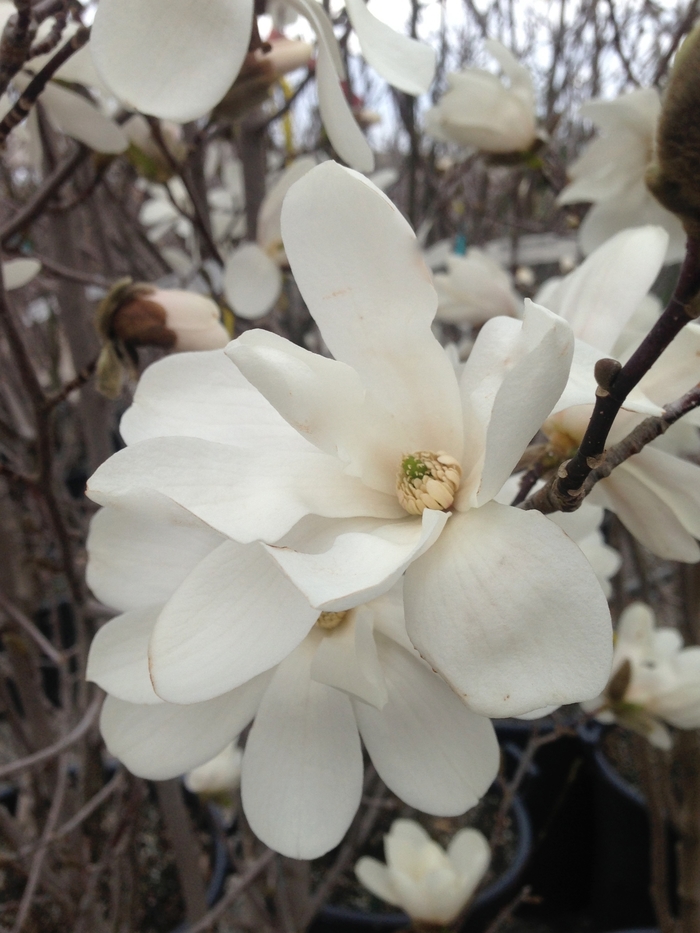 'Merrill' ' - Magnolia x loebneri ' from E.C. Brown's Nursery