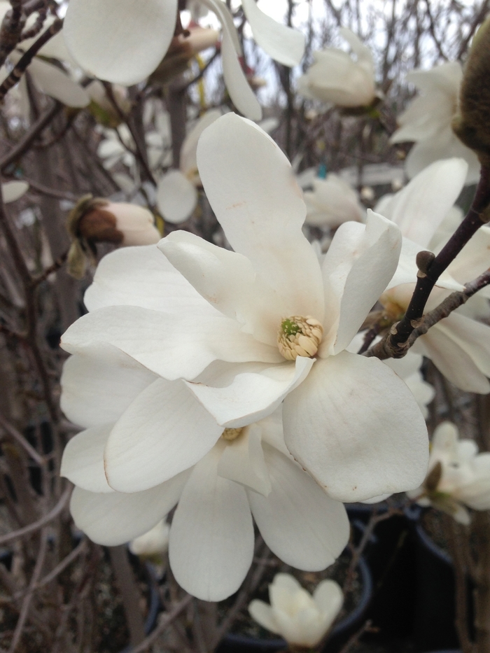 'Merrill' ' - Magnolia x loebneri ' from E.C. Brown's Nursery 'Merrill' ' - Magnolia x loebneri ' from E.C. Brown's Nursery