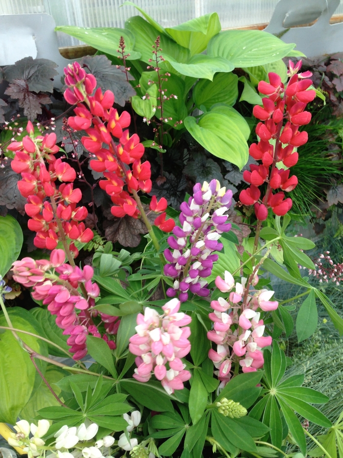 'Russell Mix' Lupine - Lupinus polyphyllus from E.C. Brown's Nursery 'Russell Mix' Lupine - Lupinus polyphyllus from E.C. Brown's Nursery