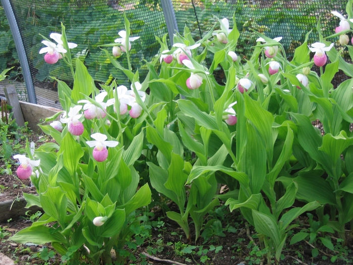 Showy Lady's Slipper - Cypripedium reginae from E.C. Brown's Nursery