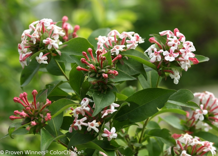 Color Choice® Sweet Emotion® - Abelia mosanensis 'SMNAMDS' PP27370 CPBR5937 from E.C. Brown's Nursery Color Choice® Sweet Emotion® - Abelia mosanensis 'SMNAMDS' PP27370 CPBR5937 from E.C. Brown's Nursery