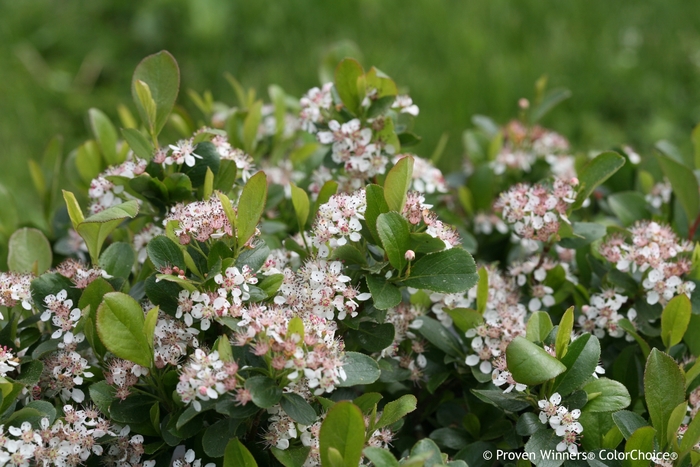 Low Scape Mound® - Aronia melanocarpa 'UCONNAM165' PP28789 CBRAF from E.C. Brown's Nursery Low Scape Mound® - Aronia melanocarpa 'UCONNAM165' PP28789 CBRAF from E.C. Brown's Nursery