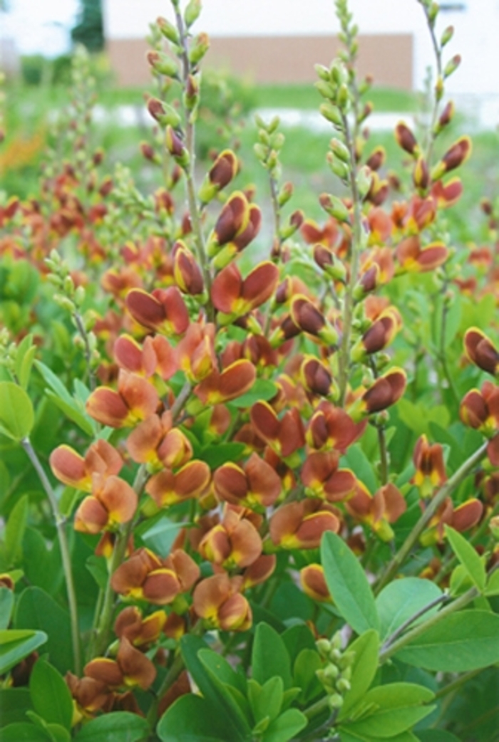 Decadence® False Indigo - Baptisia hybrid 'Decadence® Cherries Jubilee' from E.C. Brown's Nursery