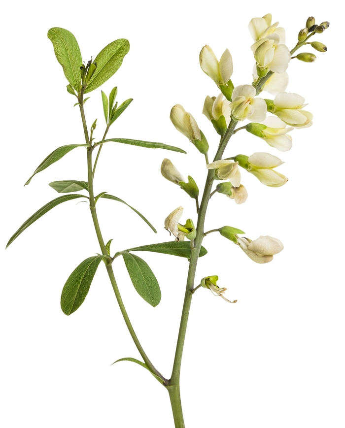 Decadence® 'Vanilla Cream' - Baptisia hybrid from E.C. Brown's Nursery