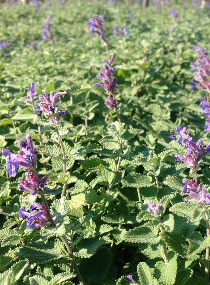 Catmint - Nepeta 'Early Bird' from E.C. Brown's Nursery