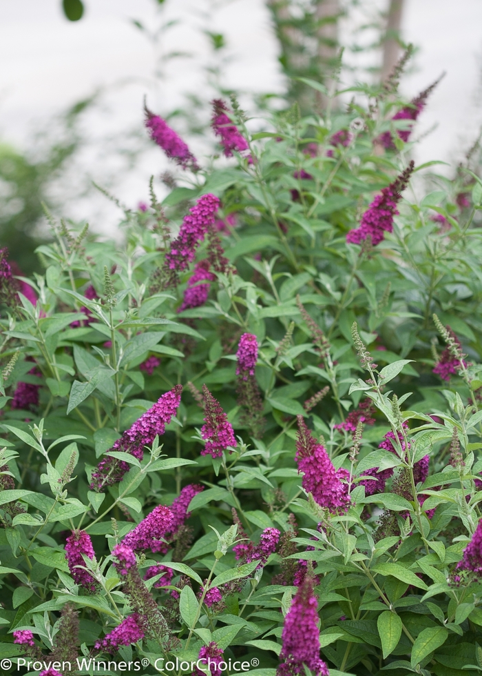 'Miss Molly' - Buddleia davidii from E.C. Brown's Nursery