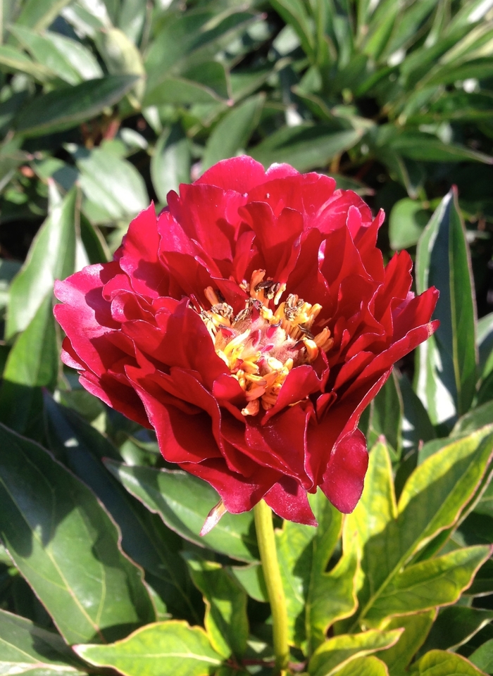 'Buckeye Belle' Peony - Paeonia from E.C. Brown's Nursery