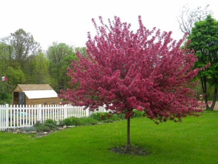 'Red Splendor ' - Malus hybrid from E.C. Brown's Nursery