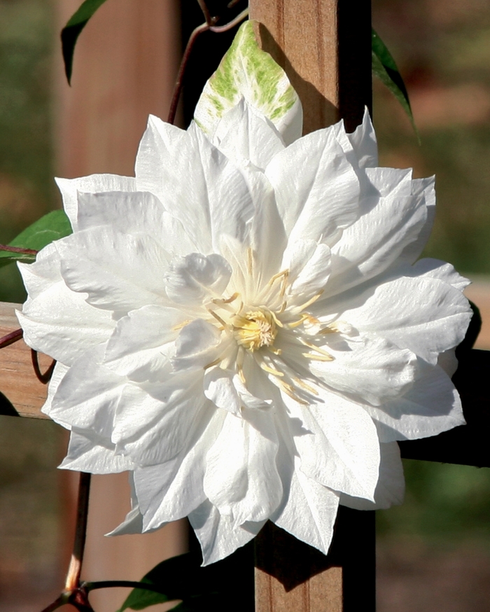 'Duchess of Edinburgh' - Clematis sp. from E.C. Brown's Nursery 'Duchess of Edinburgh' - Clematis sp. from E.C. Brown's Nursery