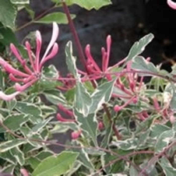 Honeysuckle - Graham Thomas Woodbine from E.C. Brown's Nursery