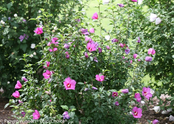 Lil' Kim® Violet Rose of Sharon - HIbiscus syriacus 'SHIMRV24' USPP 26,374, Can PBRAF (Rose of Sharon) from E.C. Brown's Nursery