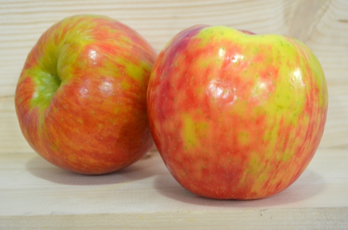 Honeycrisp Apple - Apple 'Honeycrisp' from E.C. Brown's Nursery