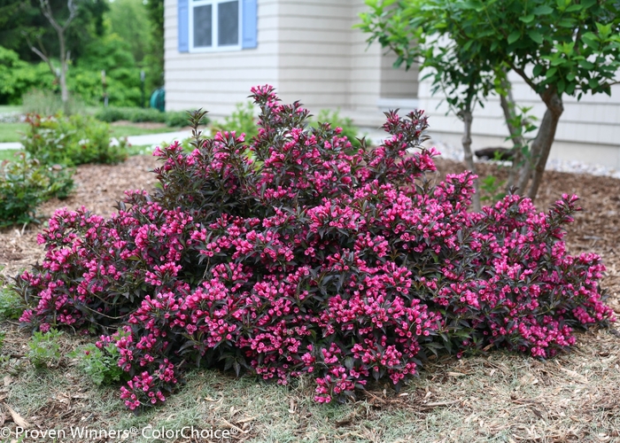 Weigela - Weigela florida 'Spilled Wine' from E.C. Brown's Nursery Weigela - Weigela florida 'Spilled Wine' from E.C. Brown's Nursery