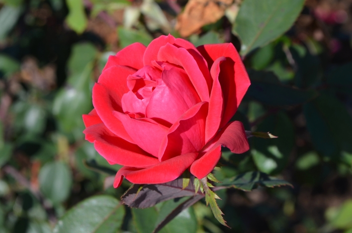 Double Red Knock Out® - Rosa 'Radtko' PP16202, CPBR 3104 from E.C. Brown's Nursery