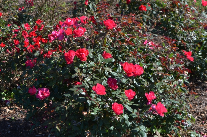 Knock Out® - Rosa 'Radrazz' from E.C. Brown's Nursery