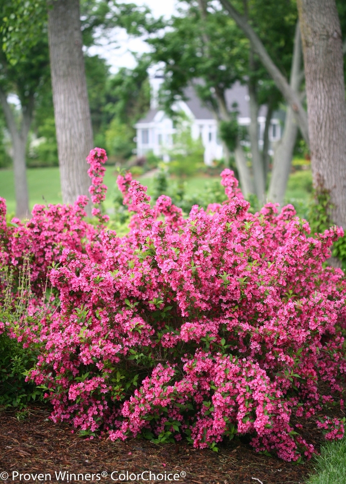 Sonic Bloom® Pink - Weigela florida 'Bokrasopin' PP 24,572, Can 4,597 (Reblooming Weigela) from E.C. Brown's Nursery