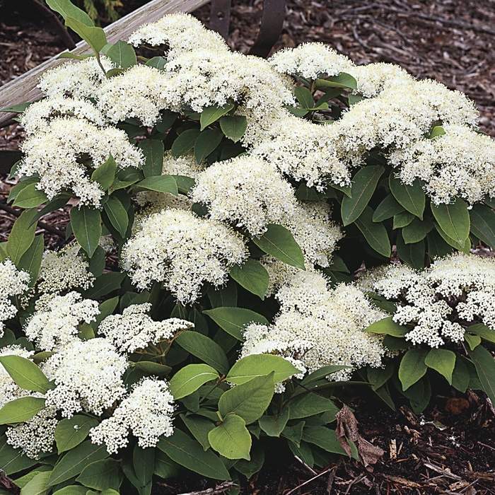 Lil' Ditty® - Viburnum cassinoides from E.C. Brown's Nursery