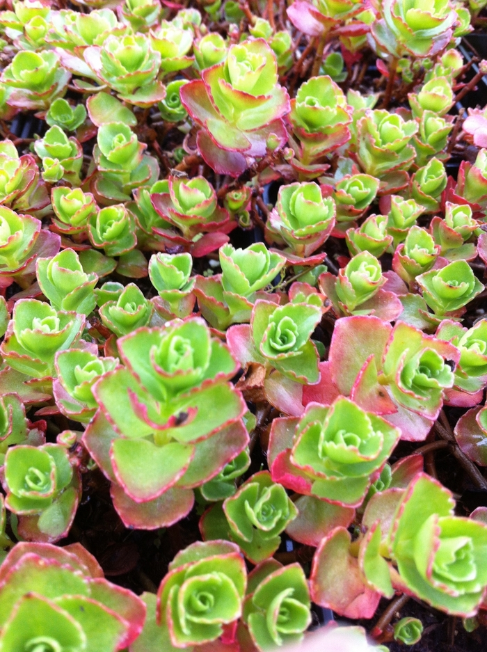 'Dragon's Blood' - Sedum spurium from E.C. Brown's Nursery