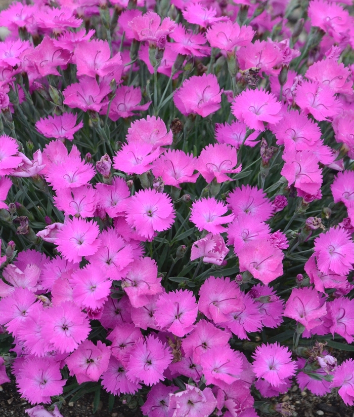 'Paint the Town Fuchsia' - Dianthus hybrid from E.C. Brown's Nursery 'Paint the Town Fuchsia' - Dianthus hybrid from E.C. Brown's Nursery