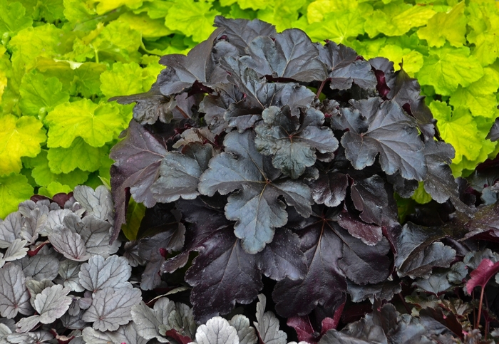 Primo® 'Black Pearl' - Heuchera hybrid from E.C. Brown's Nursery Primo® 'Black Pearl' - Heuchera hybrid from E.C. Brown's Nursery