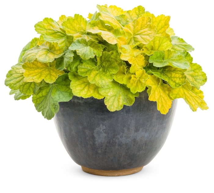 Primo™ 'Pretty Pistachio' - Heuchera hybrid from E.C. Brown's Nursery Primo™ 'Pretty Pistachio' - Heuchera hybrid from E.C. Brown's Nursery