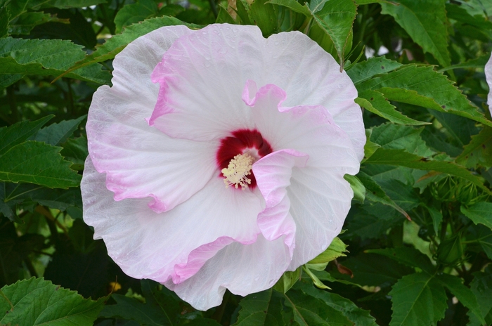 Summerific® 'Ballet Slippers' - Hibiscus hybrid from E.C. Brown's Nursery