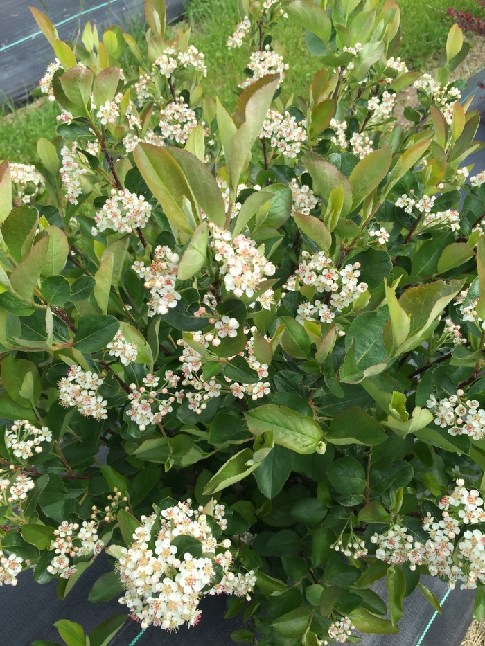 Low Scape Hedger® Chokeberry - Aronia melanocarpa 'UCONNAM166' PP28831 CBRAF from E.C. Brown's Nursery