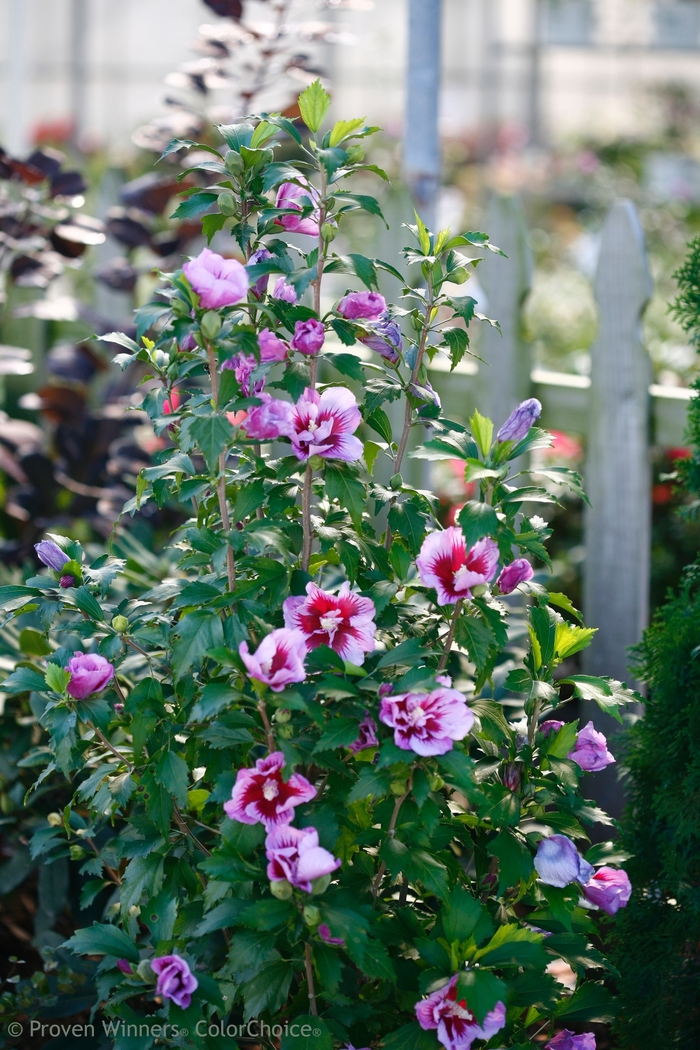 Purple Pillar® - Hibiscus syriacus from E.C. Brown's Nursery Purple Pillar® - Hibiscus syriacus from E.C. Brown's Nursery