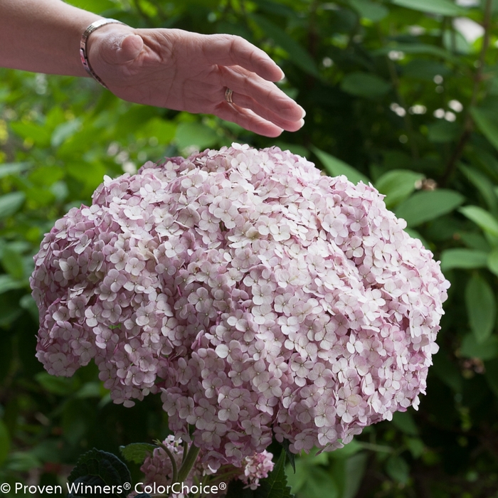 Smooth Hydrangea - Hydrangea arborescens 'Incrediball® Blush' from E.C. Brown's Nursery