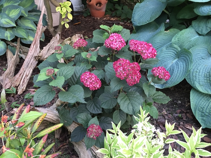 Invincibelle® Ruby - Hydrangea arborescens from E.C. Brown's Nursery